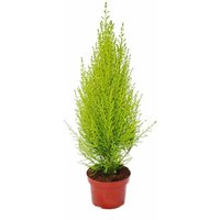 Zimmerzypresse - Cupressus macrocarpa Goldcrest Wilma - 13cm Topf von EXOTENHERZ