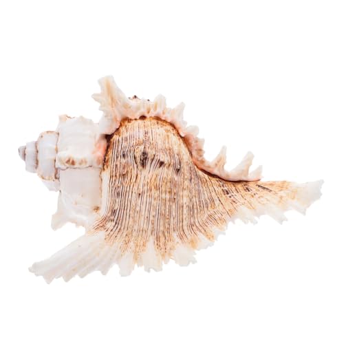 EXQUIMEUBLE Große Natürliche Muscheln Dekorative Konchenschalen Für Hochzeiten Und Strand-mottopartys Vielseitige Deko Für Aquarium Vase Und Fotografie Einzigartige Gestaltungselemente von EXQUIMEUBLE