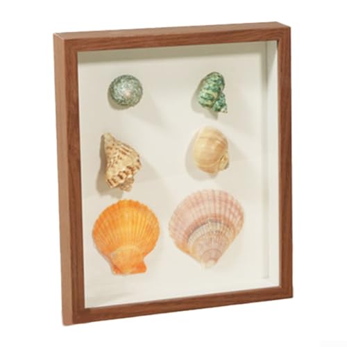 EXTRWORY 2 Stück Muschel-Conch dreidimensionale Aufbewahrungsbox Display Schatten Fall Holzbasis Panel 21 x 28 x 3 cm Home Decor Organizer (Nussbaum) von EXTRWORY