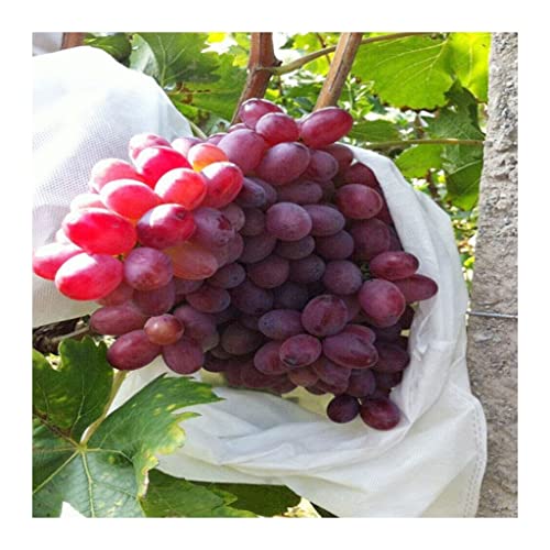 EYRMQWJPC Obstschutzbeutel, Obstschutzbeutel Mesh Non Woven Trauben Dragonfruit Packung mit 100 Pfirsich Mehrere Größen(100pcs 28x38cm) von EYRMQWJPC