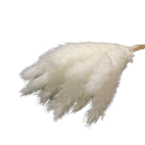 Pam bläst. Pampasgras Trockenblumen 15er Pack Mehrfarbig(White) von EYRMQWJPC