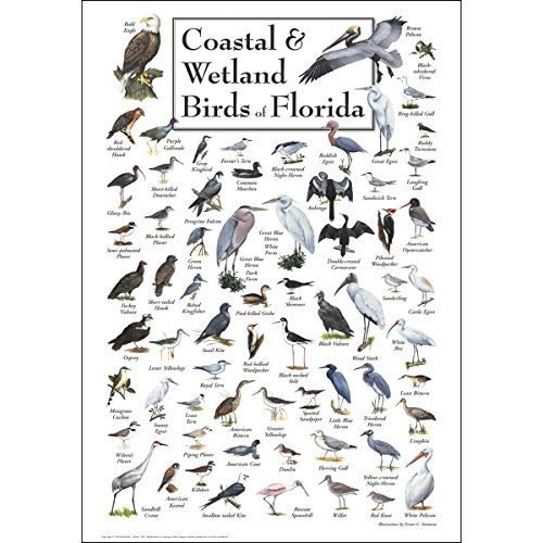 Earth Sky + Water - Coastal & Wetland Birds of Florida - Poster von Earth Sky + Water