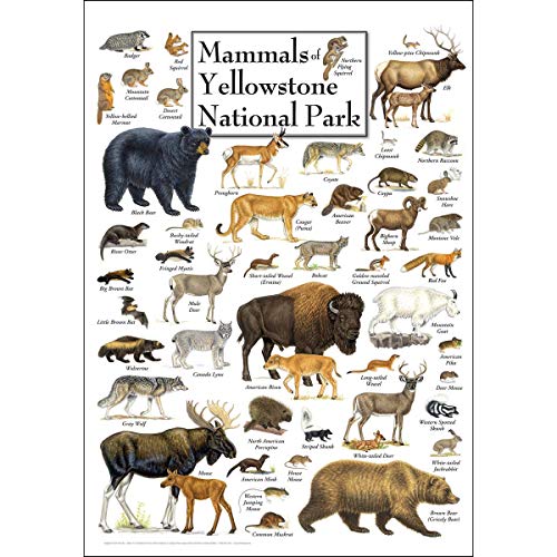 Earth Sky + Water - Mammals of Yellowstone National Park - Poster von Earth Sky + Water