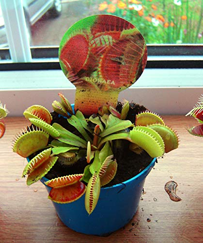 Venusfliegenfalle, fleischfressende Pflanze im 9 cm Topf Dionaea Muscipula Fliegenfalle (nicht Samen) von Easy Plants