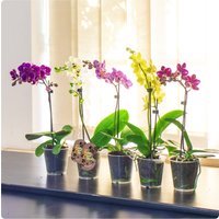 1 Bis 3 Phalaenopsis Blume Motte Orchidee Pink Weiß Lila Gelb Farbe Zimmerpflanze in 9 cm Topf von EasyPlantShop