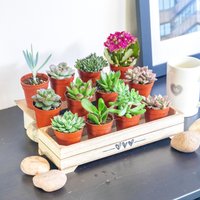 1 Bis 5 Zufällige Stile, Saftige Mini-Pflanzen, Dekorative Kakteen, Miniaturen, Heimdekoration von EasyPlantShop