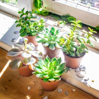 1 Bis 5 Zufällige Stile Sukkulenten Mini Pflanzen Im 7cm Topf, Dekorative Kaktus Kakteen Miniaturen von EasyPlantShop