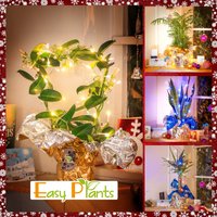 1 Topf Weihnachtsgeschenk Pflanze in Geschenkverpackung Mit Lichterkette, Blau, Gold Oder Warmweiß - Weihnachtsdekoration von EasyPlantShop