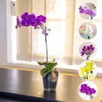 1x Phalaenopsis Blume Motte Orchidee Rosa Weiß Lila Gelb Farbe Zimmerpflanze Im 9 cm Topf von EasyPlantShop