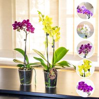 2x Phalaenopsis Blume Motte Orchidee Pink Weiss Lila Gelb Farbe Zimmerpflanze Im 9 cm Topf 2x Phalaenopsis Blume Motte Orchidee Pink Weiss Lila Gelb Farbe Zimmerpflanze Im 9 cm Topf von EasyPlantShop