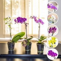 3x Phalaenopsis Blume Motte Orchidee Pink Weiss Lila Gelb Farbe Zimmerpflanze in 9 cm Topf 3x Phalaenopsis Blume Motte Orchidee Pink Weiss Lila Gelb Farbe Zimmerpflanze in 9 cm Topf von EasyPlantShop