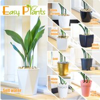 Elegante Gusseisen Pflanze Gemeinsame Aspidistra Im Topf Kies Topping Haus von EasyPlantShop