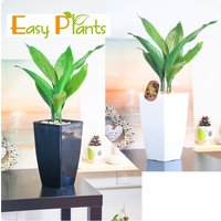 Elegante Gusseisen Pflanze Gewöhnliche Aspidistra in Milano Topf Kies Topping Haus von EasyPlantShop