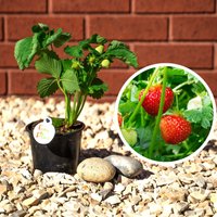 Erdbeerpflanzen Sweetheart Garden Plants - Outdoor Obst in 12cm Topf von EasyPlantShop