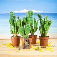 Feigenkaktus Opuntia Microdasys Mini Pflanzen Dekorative Kaktus Kakteen Faux Topfpflanzen Miniaturen Wohnkultur von EasyPlantShop