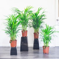 Große Indoor Areca Palm Dypsis Lutescens Pflanze Everygreen in Topf Wähle Aus 1, 2, 4 Pflanzen von EasyPlantShop