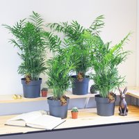 Große Palmen Elegans Im Topf Wähle Aus 1, 2, 4 Pflanzen von EasyPlantShop