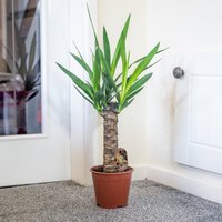 Große Yucca Immergrüne Bodenpflanze Im 17cm Topf Wählen Sie Aus 1 Oder 2 Pflanzen von EasyPlantShop