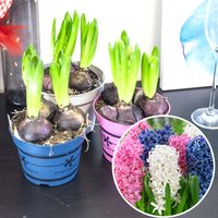 Hyazinthe | 3 Stück in Einem Topf Farbe Pink Blau Weiß Topfgröße 12cm von EasyPlantShop