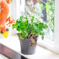Liebespflanze Oxalis Triangularis Im 12cm Topf Grün Falsches Kleeblatt Zimmerpflanze von EasyPlantShop