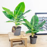 Zwerg Banane Obstbaum Im 14cm Topf Evergreen Musa Tropical Zimmerpflanze von EasyPlantShop