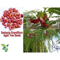 Easyseeds ™ Sesbania Grandiflora, Agati, Scharlachroter Glyzinienbaum, Petai Belalang, Roter Blauregen, Agathi, Sesban, Kolibri, Getih Samen von EasySeedsIndia