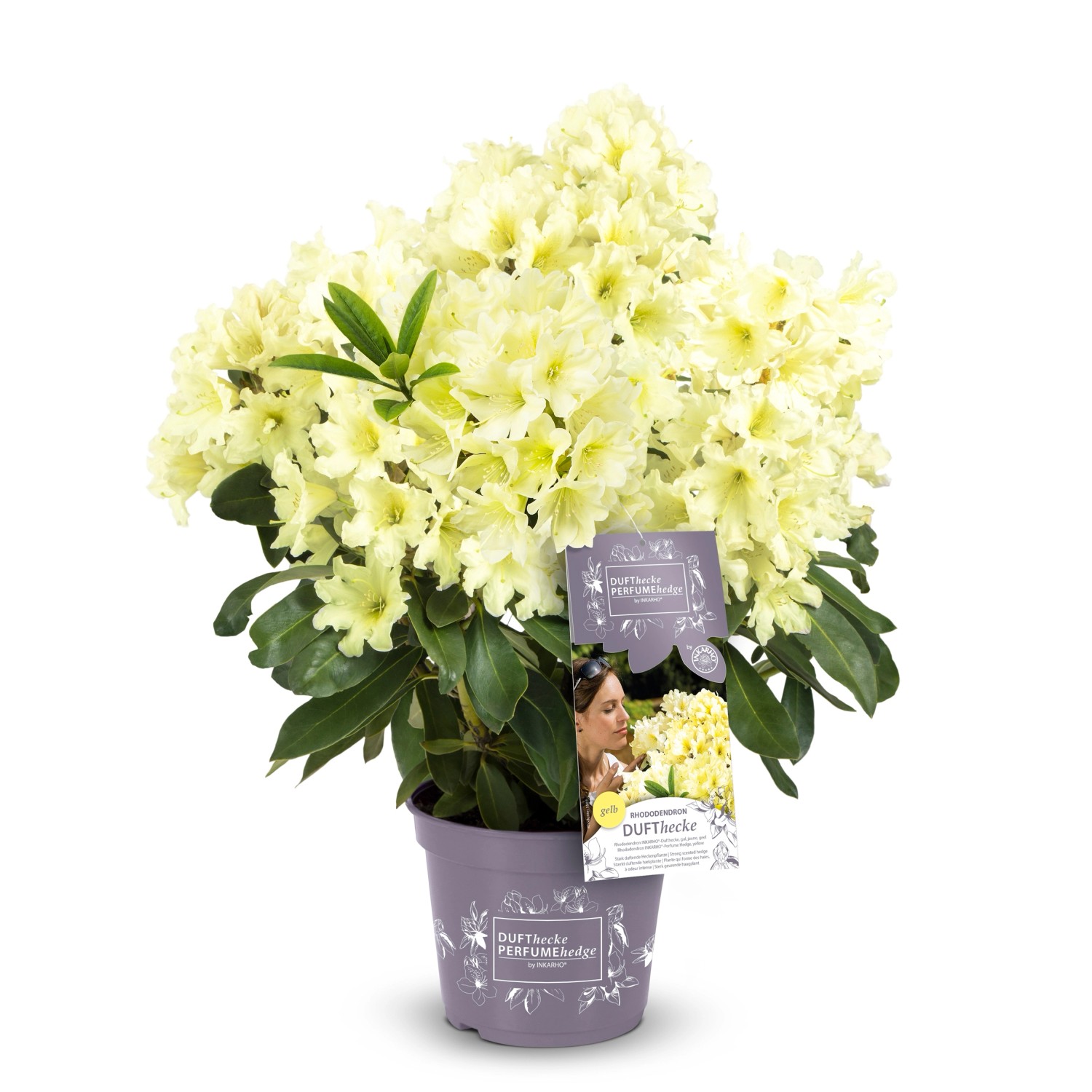 Rhododendron Dufthecke® Gelb Höhe ca. 30-40 cm Topf ca. 5 l Rhododendron von Easydendron