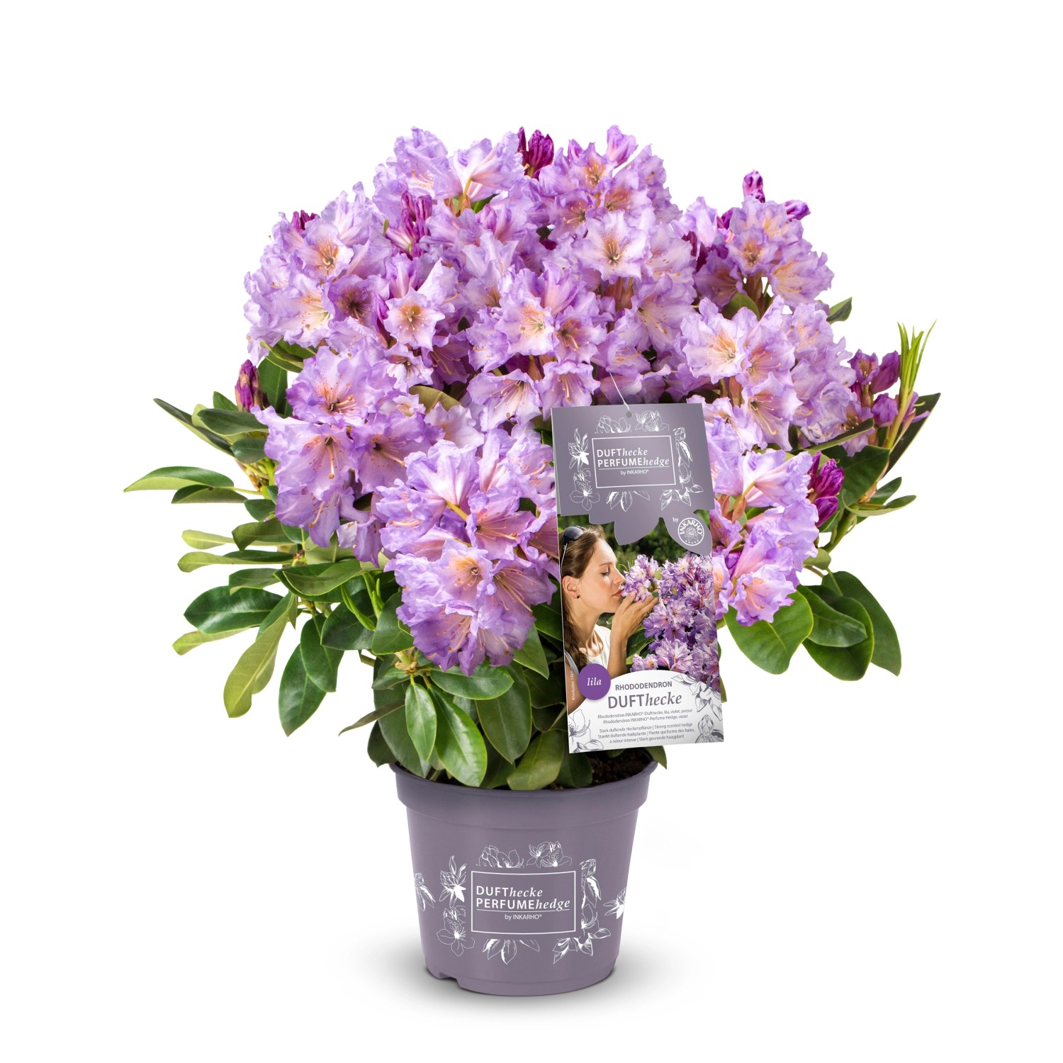 Rhododendron Dufthecke® Lila Höhe ca. 30-40 cm Topf ca. 5 l Rhododendron von Easydendron