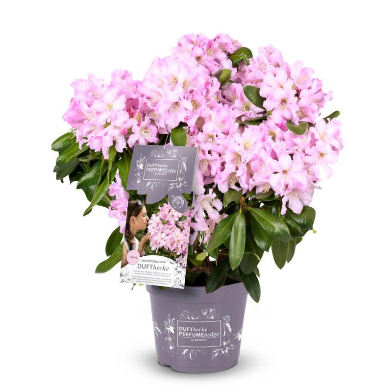 Rhododendron Dufthecke® Rosa Höhe ca. 30-40 cm Topf ca. 5 l Rhododendron von Easydendron