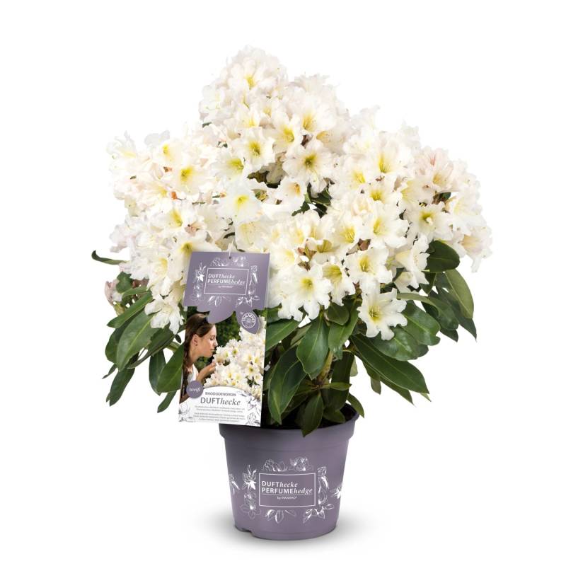 Rhododendron Dufthecke® Weiß Höhe ca. 30-40 cm Topf ca. 5 l Rhododendron von Easydendron