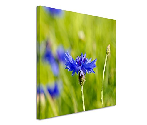 Eau Zone GmbH Fotokunst quadratisch 60x60cm Naturfotografie – Strahlende Kornblume von Eau Zone GmbH