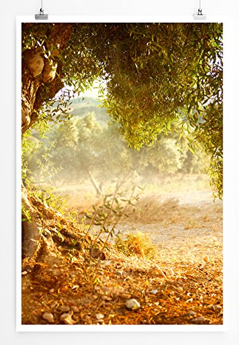 Eau Zone Bilder - Naturbilder – Alter großer Olivenbaum- Leinwand Kunstdrucke Wandbilder aus Deutschland Eau Zone Bilder - Naturbilder – Alter großer Olivenbaum- Leinwand Kunstdrucke Wandbilder aus Deutschland von Eau Zone