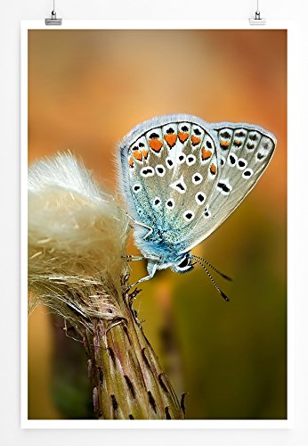 Eau Zone Bilder - Naturbilder – Blauer Schmetterling auf Löwenzahn- Leinwand Kunstdrucke Wandbilder aus Deutschland von Eau Zone