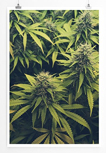 Eau Zone Bilder - Naturbilder – Cannabis Plantage - Leinwand Kunstdrucke Wandbilder aus Deutschland Eau Zone Bilder - Naturbilder – Cannabis Plantage - Leinwand Kunstdrucke Wandbilder aus Deutschland von Eau Zone