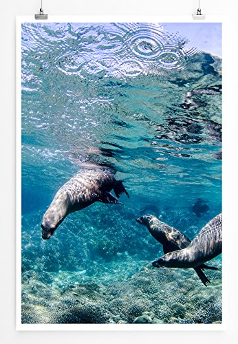 Eau Zone Bilder - Tierbilder – Kalifornische Seelöwen unter Wasser- Leinwand Kunstdrucke Wandbilder aus Deutschland Eau Zone Bilder - Tierbilder – Kalifornische Seelöwen unter Wasser- Leinwand Kunstdrucke Wandbilder aus Deutschland von Eau Zone