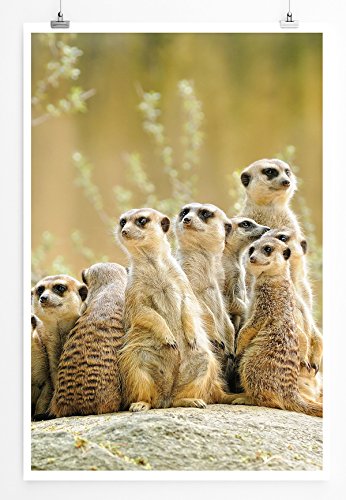 Eau Zone Bilder - Tierbilder – Niedliche Erdmännchen Familie- Leinwand Kunstdrucke Wandbilder aus Deutschland Eau Zone Bilder - Tierbilder – Niedliche Erdmännchen Familie- Leinwand Kunstdrucke Wandbilder aus Deutschland von Eau Zone