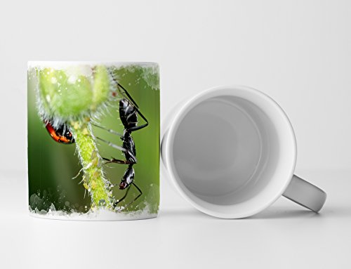 Eau Zone Fotokunst Tasse Geschenk Naturfotografie – Schwarze Ameise und Marienkäfer auf Einer Blume von Eau Zone