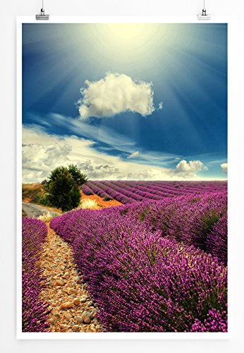 Eau Zone Home Bild - Landschaft Natur – Blühendes Lavendelfeld in der Sonne- Poster Fotodruck in höchster Qualität von Eau Zone
