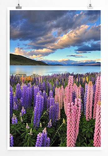 Eau Zone Home Bild - Landschaft Natur – Lila und rosa Lupinen Tekapo See Neuseeland- Poster Fotodruck in höchster Qualität von Eau Zone