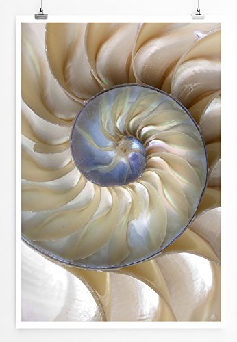 Eau Zone Home Bild - Naturbilder – Fibonacci Muschel- Poster Fotodruck in höchster Qualität Eau Zone Home Bild - Naturbilder – Fibonacci Muschel- Poster Fotodruck in höchster Qualität von Eau Zone