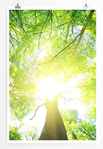 Eau Zone Home Bild - Naturbilder – Grüner Wald an einem sonnigen Tag- Poster Fotodruck in höchster Qualität von Eau Zone