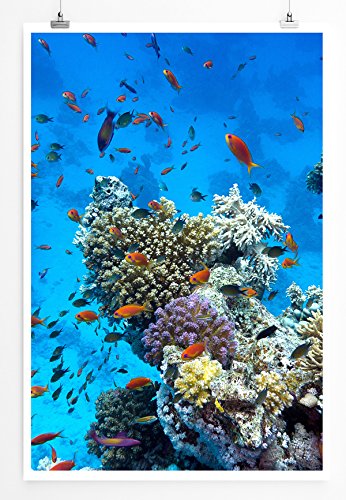 Eau Zone Home Bild - Naturbilder – Tropisches Korallenriff mit orangen Fischen- Poster Fotodruck in höchster Qualität von Eau Zone