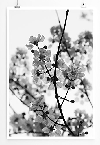Eau Zone Home Bild - Naturbilder – Weiße Kirschblüten- Poster Fotodruck in höchster Qualität Eau Zone Home Bild - Naturbilder – Weiße Kirschblüten- Poster Fotodruck in höchster Qualität von Eau Zone