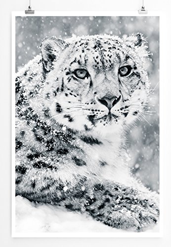 Eau Zone Home Bild - Tierbilder – Anmutiger Schneeleopard schwarz weiß- Poster Fotodruck in höchster Qualität von Eau Zone