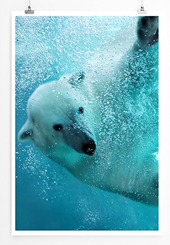 Eau Zone Home Bild - Tierbilder – Eisbär unter Wasser- Poster Fotodruck in höchster Qualität von Eau Zone