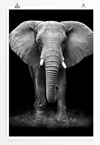 Eau Zone Home Bild - Tierbilder – Großer Elefanten von vorne schwarz weiß- Poster Fotodruck in höchster Qualität von Eau Zone