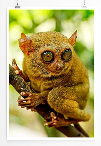 Eau Zone Home Bild - Tierbilder – Koboldmaki aus Bohol Philippinen- Poster Fotodruck in höchster Qualität Eau Zone Home Bild - Tierbilder – Koboldmaki aus Bohol Philippinen- Poster Fotodruck in höchster Qualität von Eau Zone