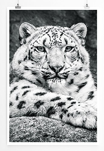Eau Zone Home Bild - Tierbilder – Porträt eines Schneeleoparden schwarz weiß- Poster Fotodruck in höchster Qualität von Eau Zone
