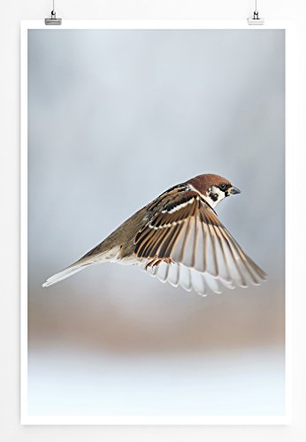 Eau Zone Home Bild - Tierbilder – Spatz im Flug- Poster Fotodruck in höchster Qualität Eau Zone Home Bild - Tierbilder – Spatz im Flug- Poster Fotodruck in höchster Qualität von Eau Zone