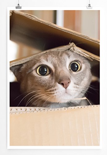 Eau Zone Home Bild - Tierbilder – Süße Katze im Karton- Poster Fotodruck in höchster Qualität Eau Zone Home Bild - Tierbilder – Süße Katze im Karton- Poster Fotodruck in höchster Qualität von Eau Zone